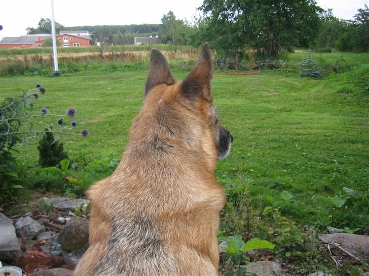 Schæferhund <3 Bax <3 nu død - Man sidder nu godt her på terrassen, en god vagtplads!! billede 10