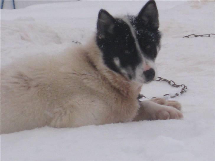 Grønlandshund Perruu billede 10