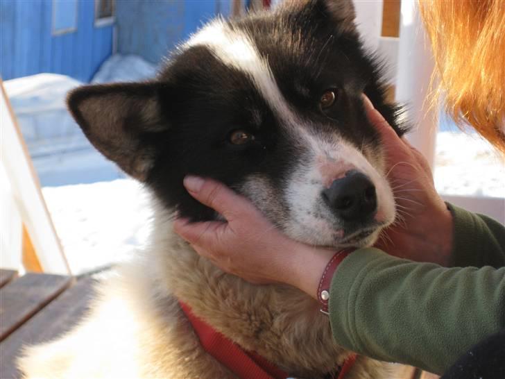 Grønlandshund Perruu billede 11