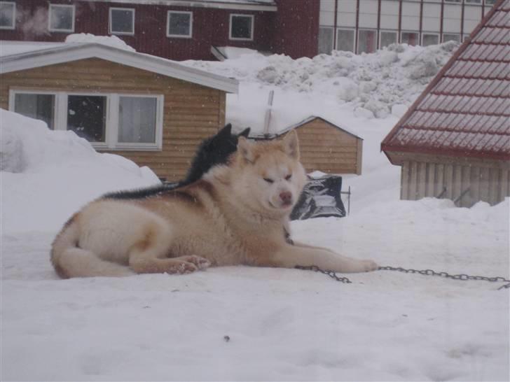 Grønlandshund Palu billede 6