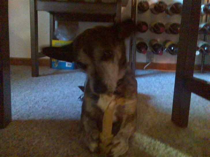 Blanding af racer Mille [R.I.P] billede 2