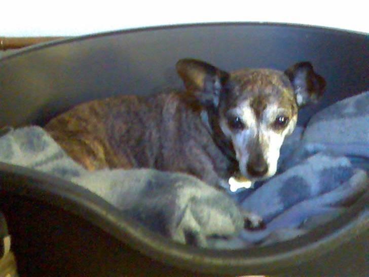 Blanding af racer Mille [R.I.P] billede 3