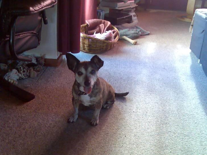 Blanding af racer Mille [R.I.P] billede 4