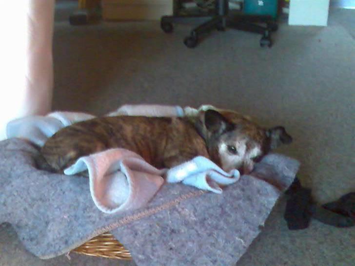 Blanding af racer Mille [R.I.P] - Sidste dag jeg havde hende :( billede 5