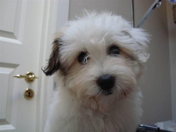 Coton de tulear Pablo billede 1