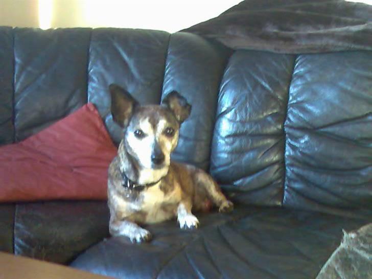 Blanding af racer Mille [R.I.P] billede 6