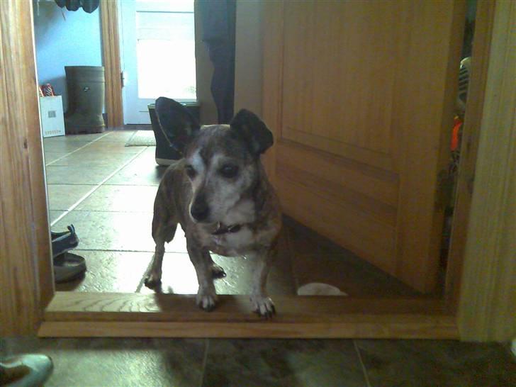 Blanding af racer Mille [R.I.P] billede 7