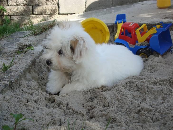 Coton de tulear Pablo billede 2