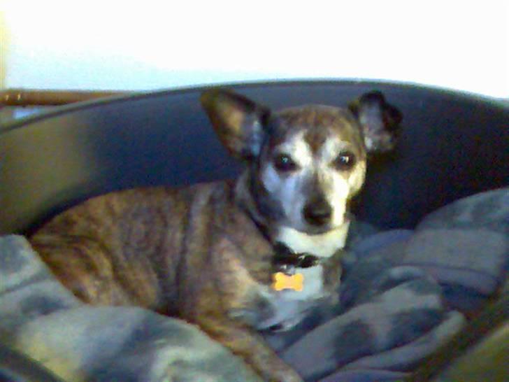 Blanding af racer Mille [R.I.P] billede 8