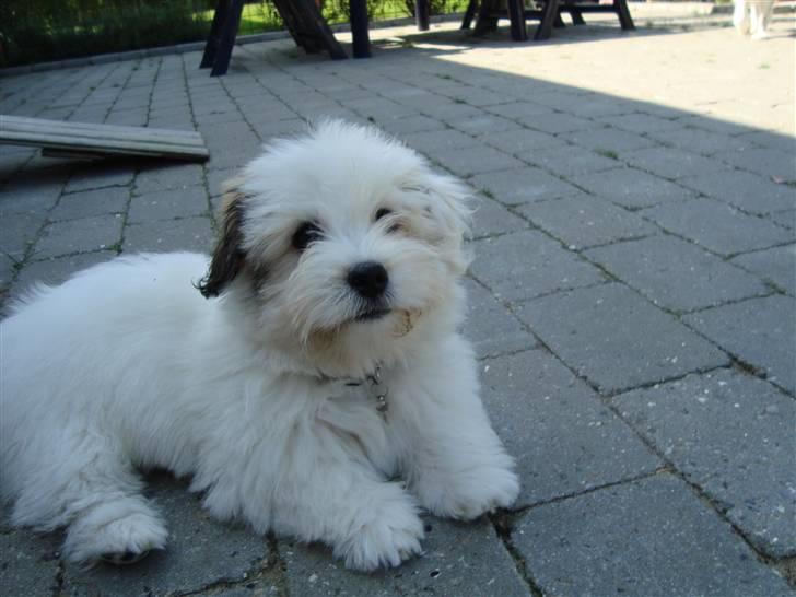 Coton de tulear Pablo billede 3