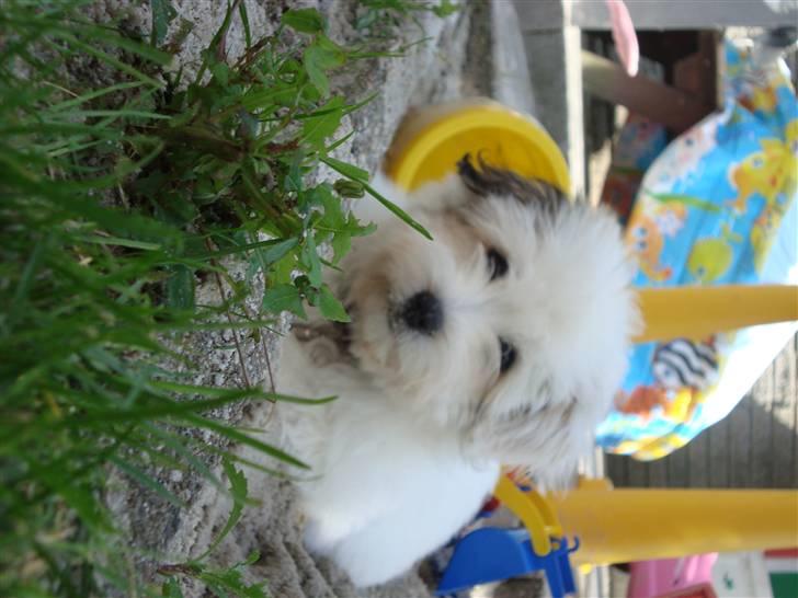 Coton de tulear Pablo billede 4