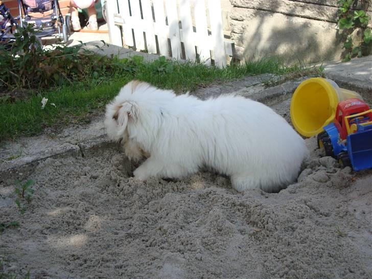 Coton de tulear Pablo billede 5