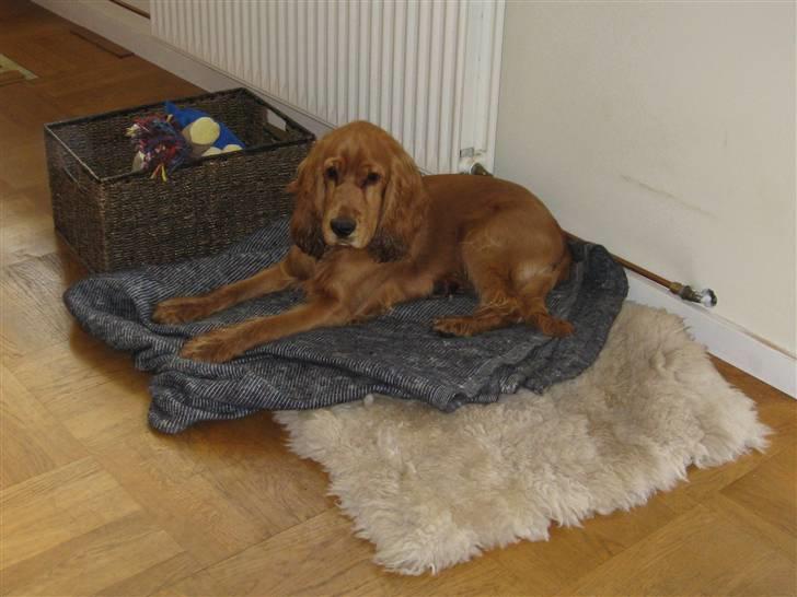 Cocker spaniel Walder RIP - Jeg glæder mig til den nye sækkepude, i stedet for et brugt lammeskind. billede 2