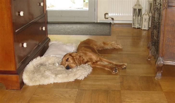 Cocker spaniel Walder RIP - Det er hårdt, at flytte til ny familie billede 3