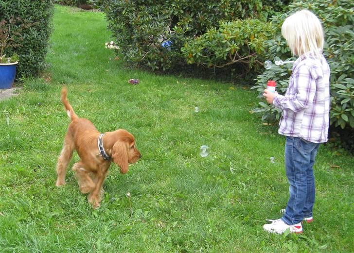 Cocker spaniel Walder RIP - Jubi, sæbebobler. Uhm, de smager af bacon billede 4