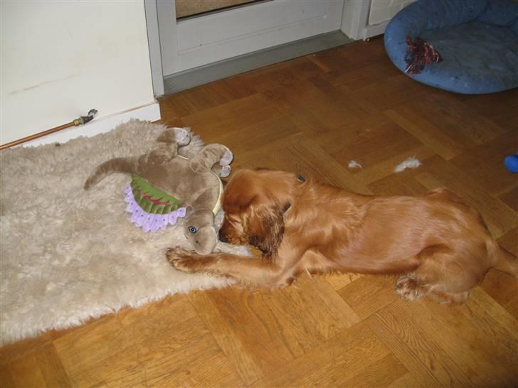 Cocker spaniel Walder RIP - Er du min nye ven?? billede 5