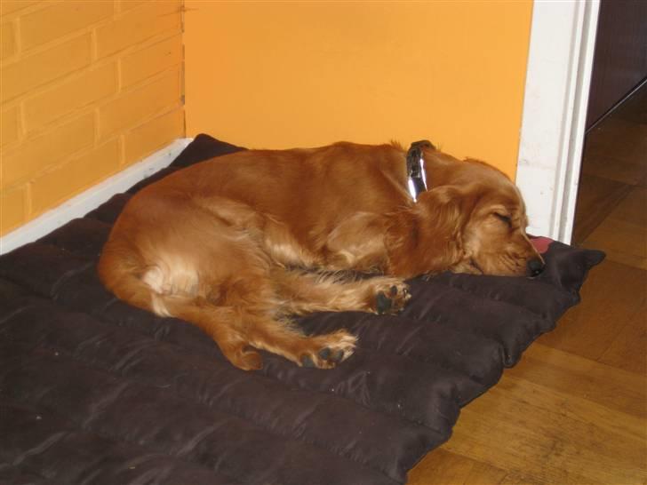 Cocker spaniel Walder RIP - Her har jeg fred billede 6