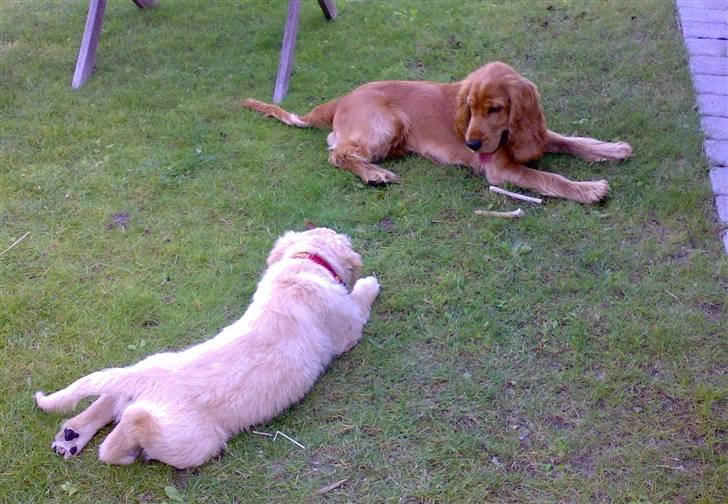 Cocker spaniel Walder RIP - Min nye veninde Bianca. Vi skal nok få det sjovt sammen. billede 8