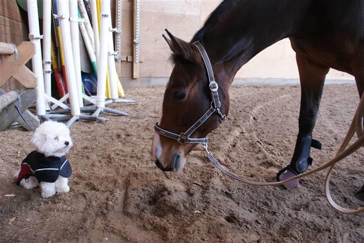 Coton de tulear NORNOKI  - Hilser på vores nye hest :D billede 7