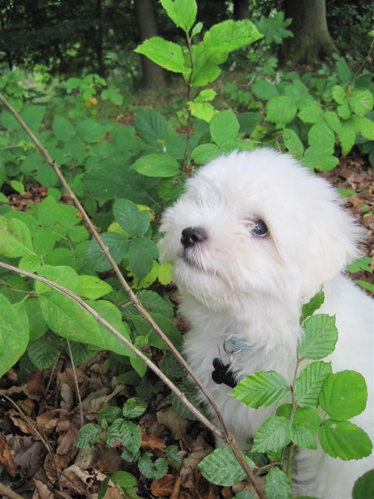 Coton de tulear NORNOKI  - 8-9 uger billede 8