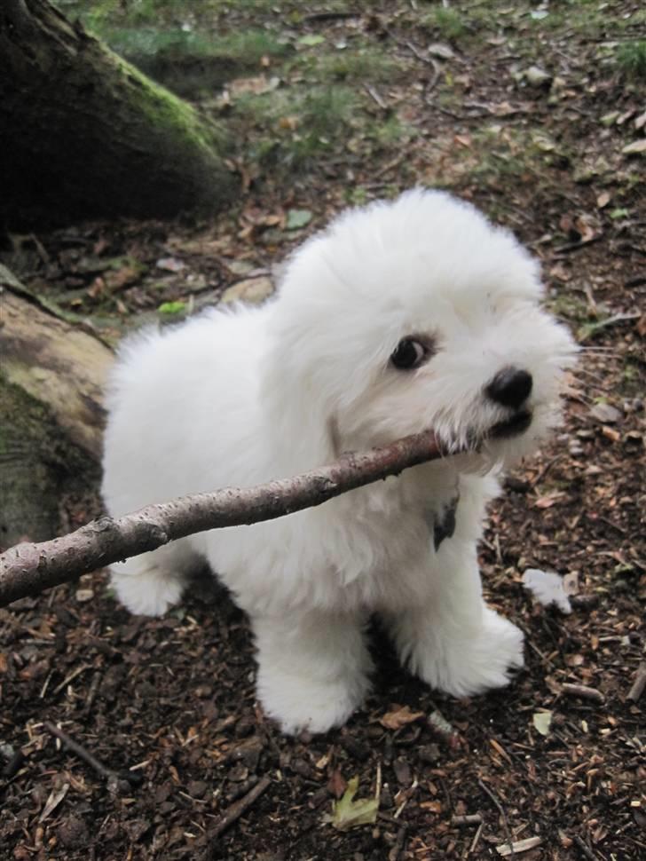 Coton de tulear NORNOKI  - 8-9 uger billede 9