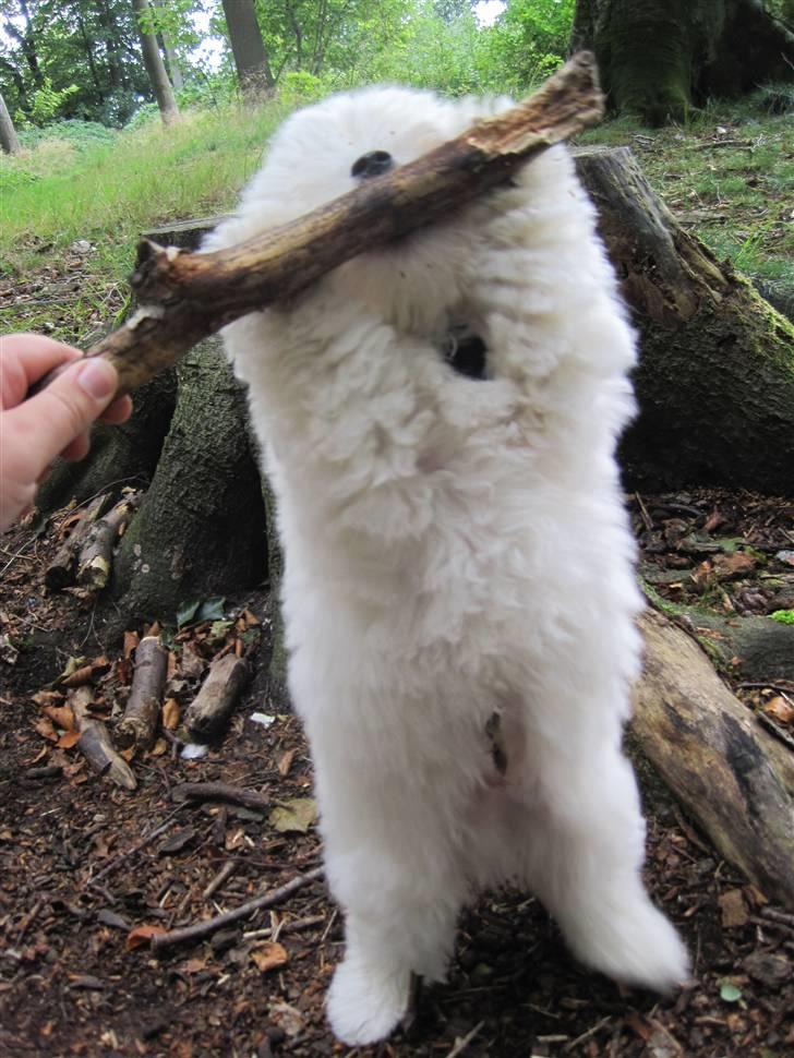 Coton de tulear NORNOKI  - 8-9 uger billede 10