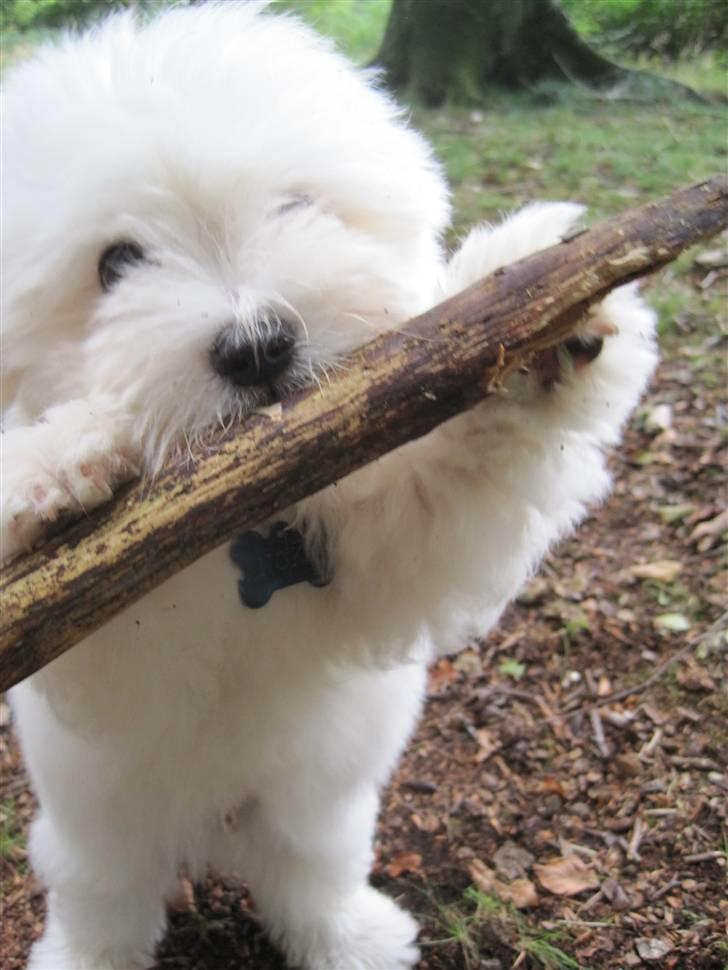Coton de tulear NORNOKI  - 8-9 uger billede 11