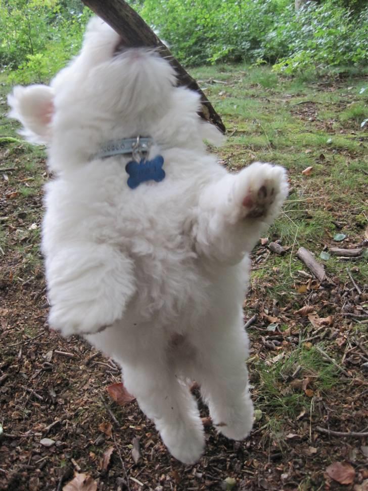Coton de tulear NORNOKI  - 8-9 uger billede 12