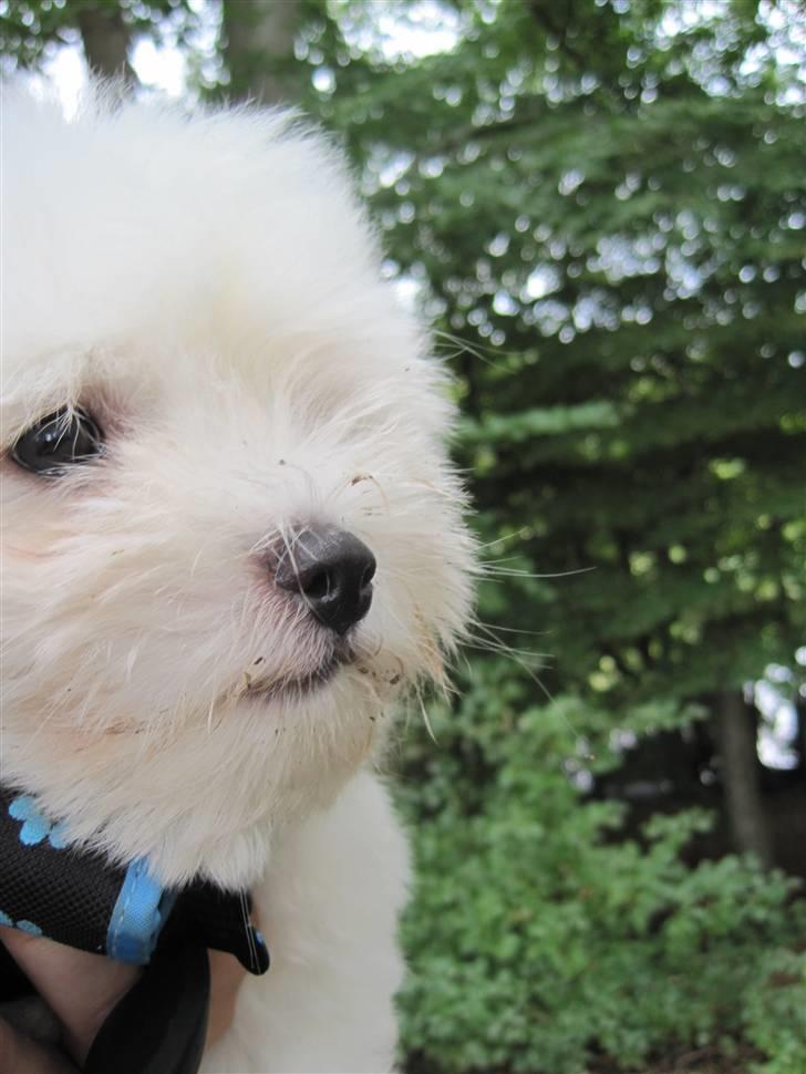 Coton de tulear NORNOKI  - 8-9 uger billede 13