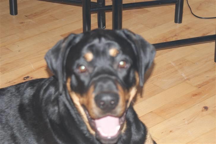 Blanding af racer Mowgli - Er jeg ikke bare dejlig billede 1