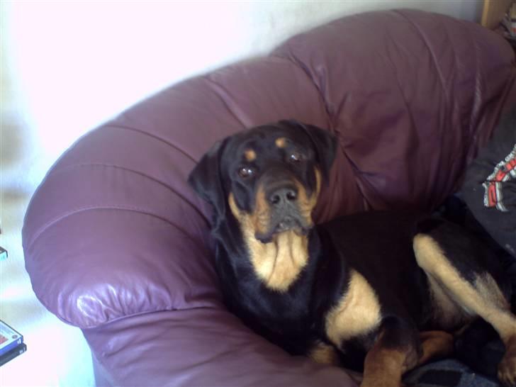 Blanding af racer Mowgli - Her elsker jeg at ligge ... i sofaen billede 2