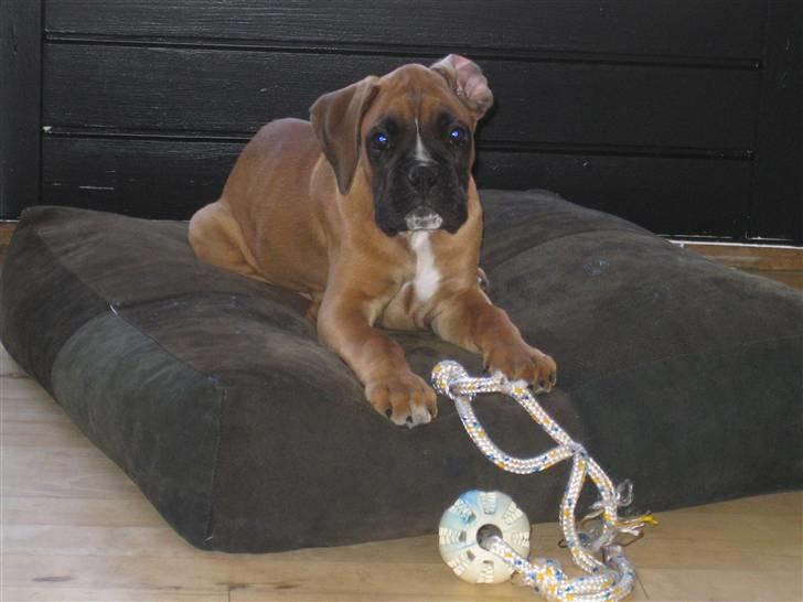 Boxer Rocko - 9,5uger billede 10