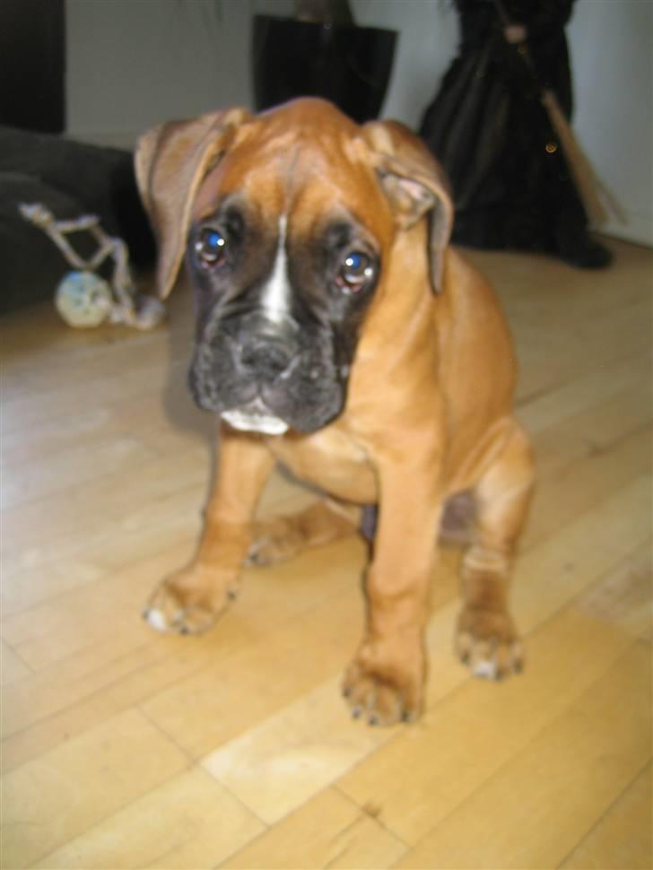 Boxer Rocko - 9,5uger billede 11