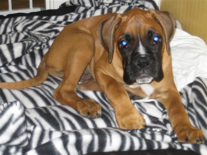 Boxer Rocko - 11,1 uge Jeg er bare for lækker. billede 12