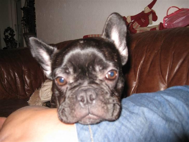 Fransk bulldog Baby billede 1