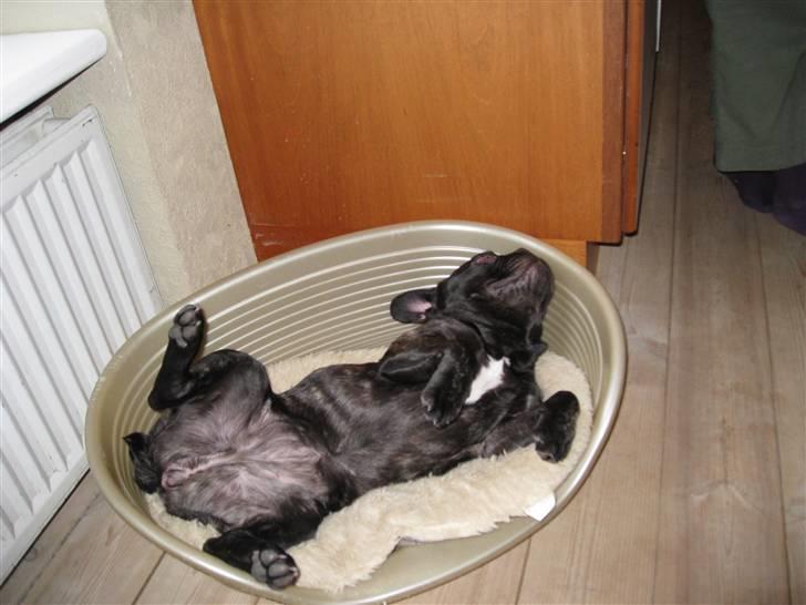 Fransk bulldog Baby billede 2