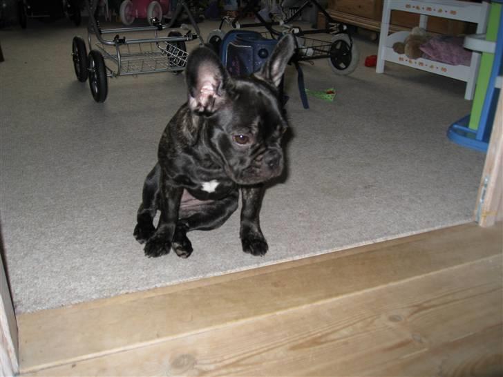 Fransk bulldog Baby billede 3