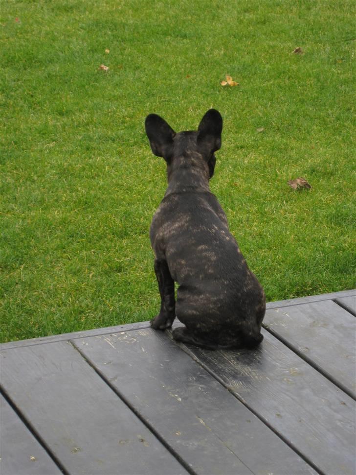 Fransk bulldog Baby billede 4