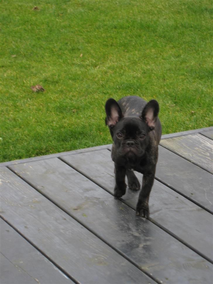 Fransk bulldog Baby billede 5