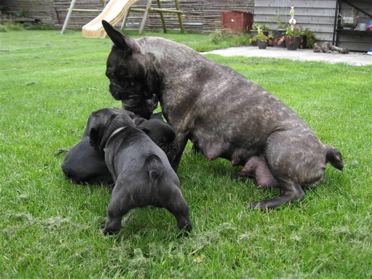 Fransk bulldog Baby billede 6