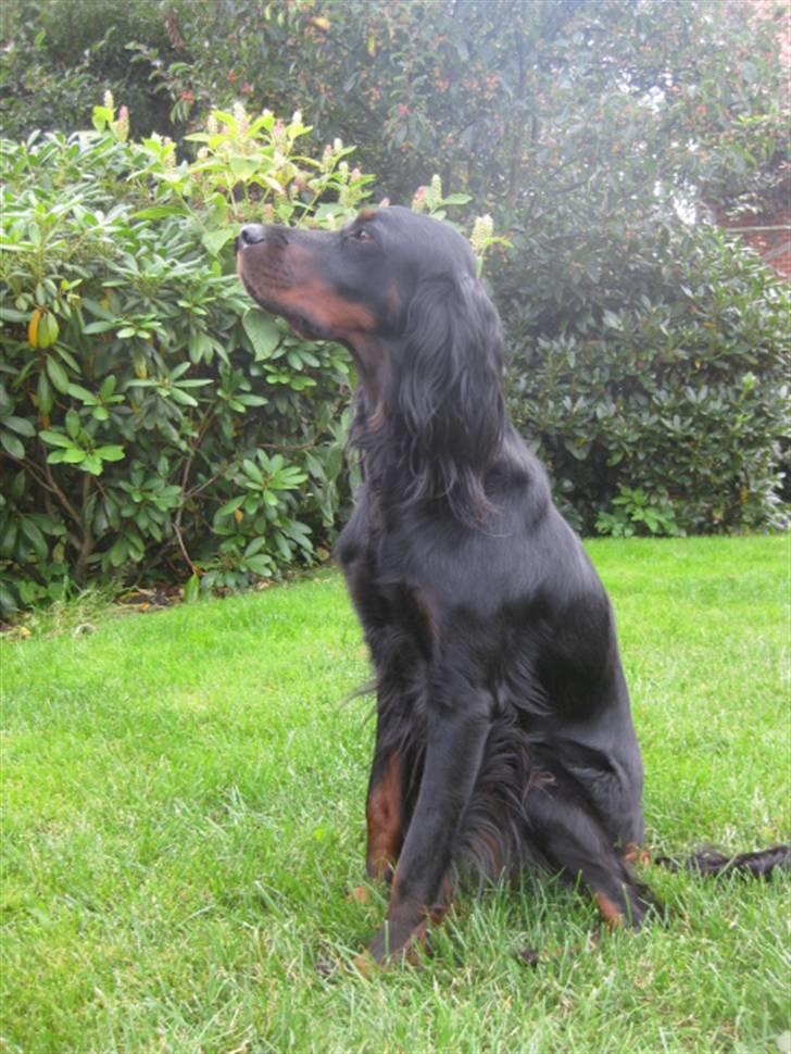 Gordon setter Højtoftegaards Q Sadie billede 1