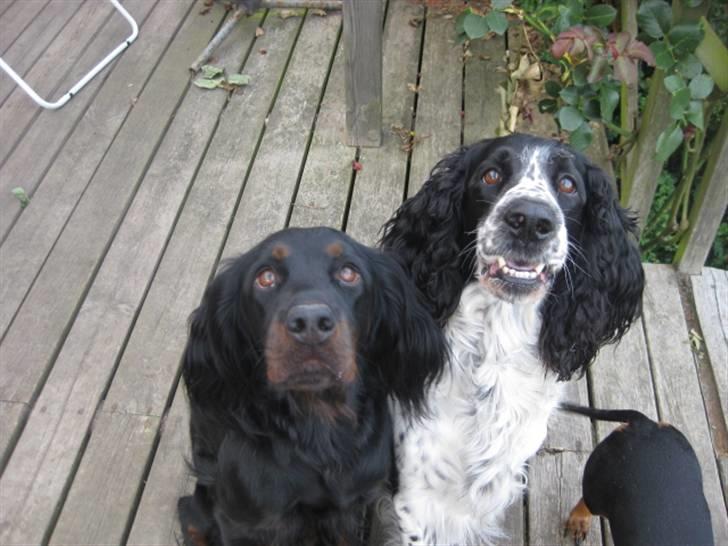 Gordon setter Højtoftegaards Q Sadie billede 2