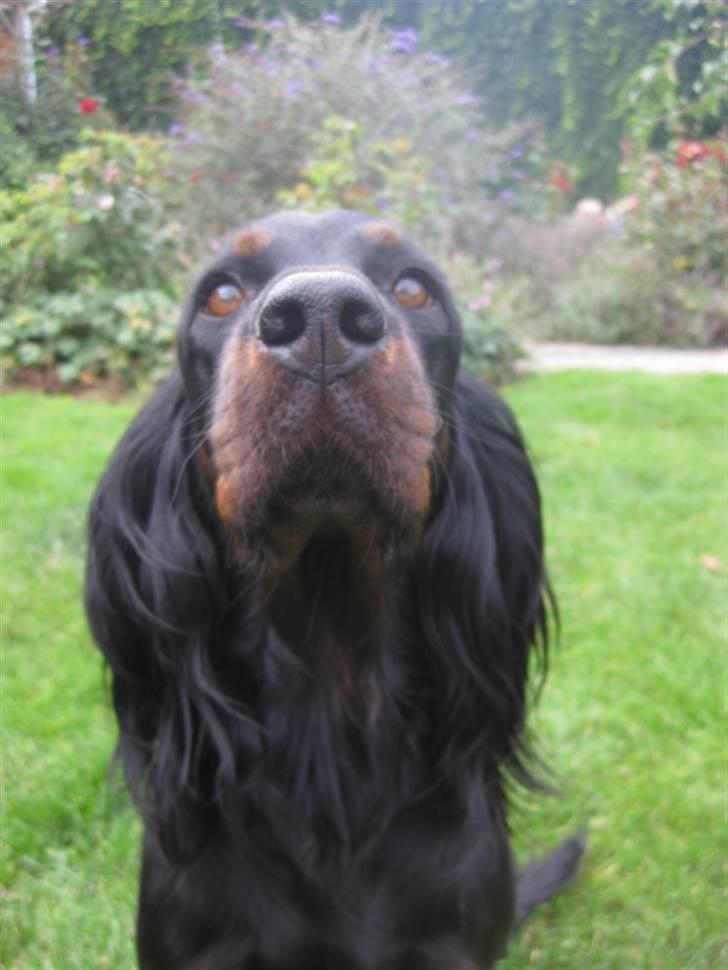 Gordon setter Højtoftegaards Q Sadie billede 3
