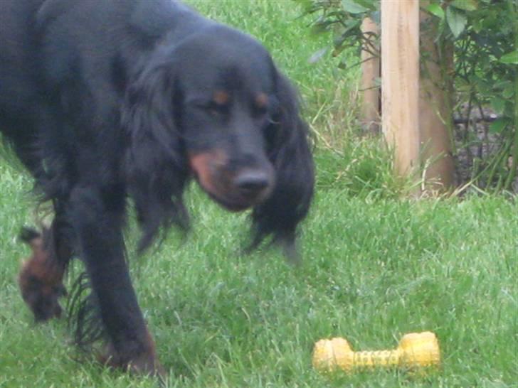 Gordon setter Højtoftegaards Q Sadie billede 4