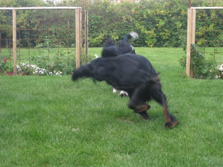 Gordon setter Højtoftegaards Q Sadie billede 5