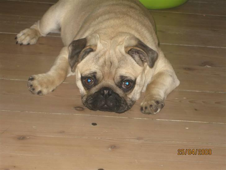 Mops Malou billede 1