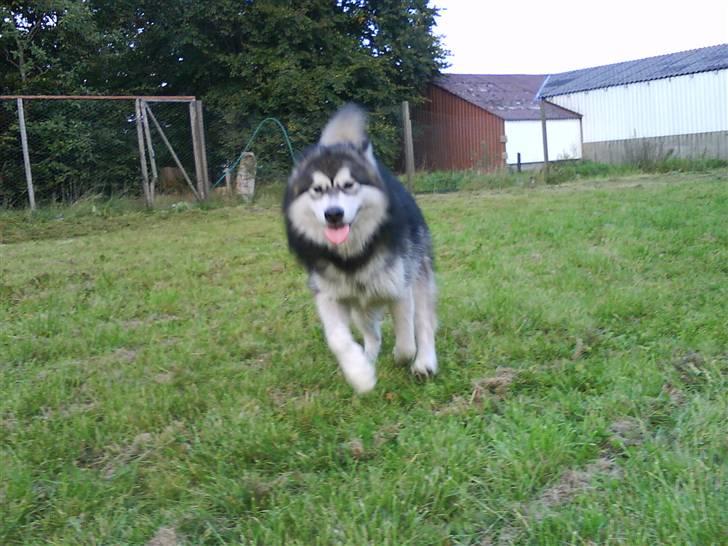 Alaskan malamute Devil - Her kommer jeg :O) billede 13