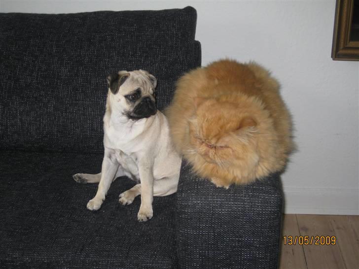 Mops Malou billede 2