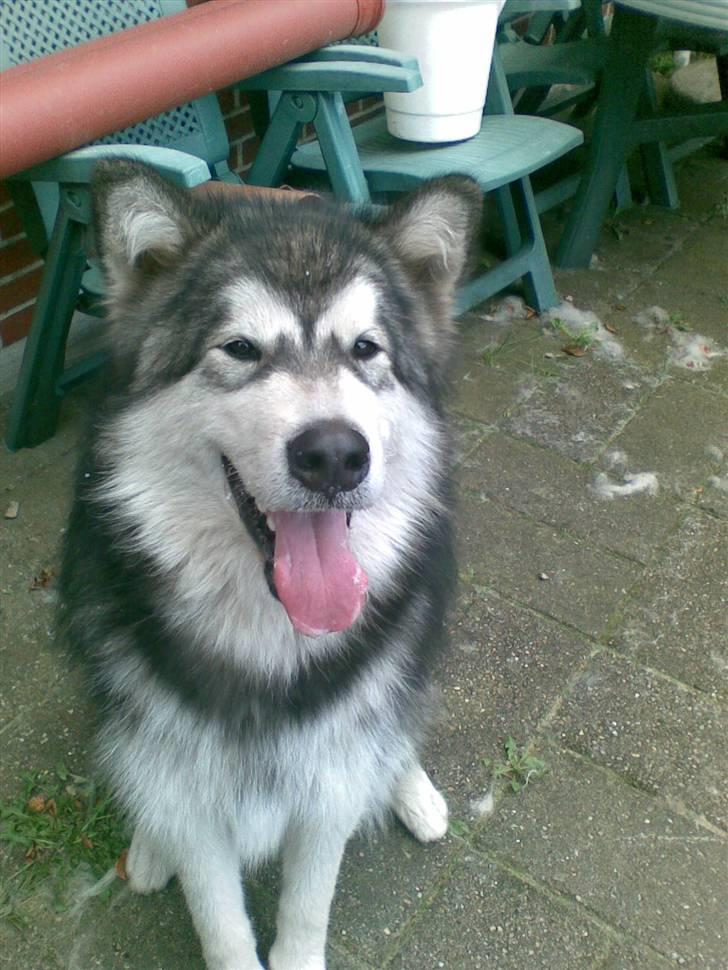 Alaskan malamute Devil - En godbid tak.. billede 14