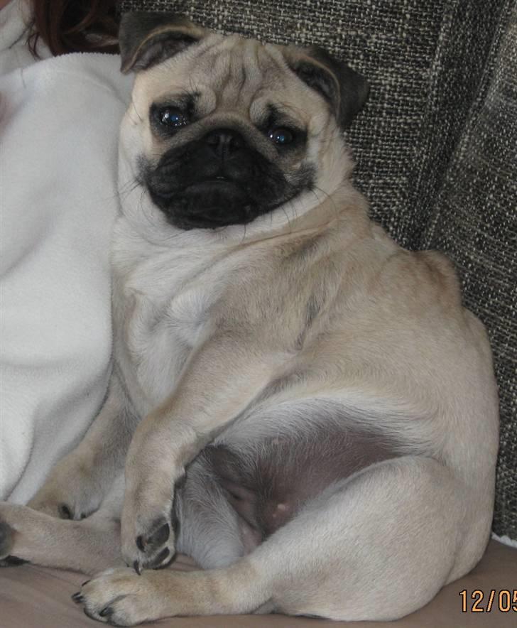 Mops Malou billede 3